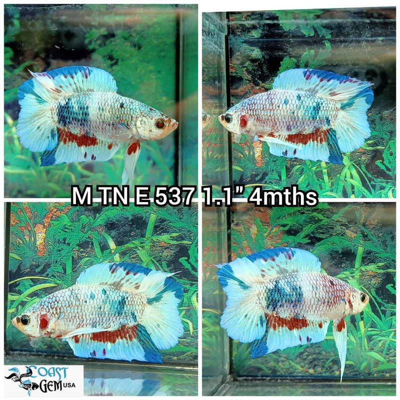 J154(TN-537) Blue Fancy Marble Double Tail Plakat Male Betta