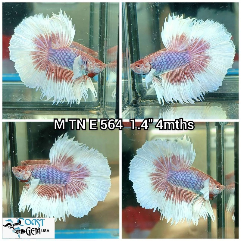 J178(TN-564)Lavender Fancy Dumbo Ear Halfmoon Male Betta