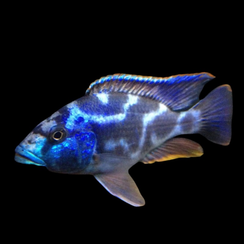 Live African Cichlid Livingstoni Cichlid (Nimbochromis livingstonii)(CHD-125) U037