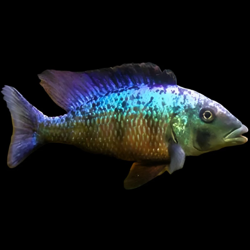 Live African Cichlid Malawi Sand Diver Cichlid  (Fossorochromis Rostratus) (CHD-139) U025