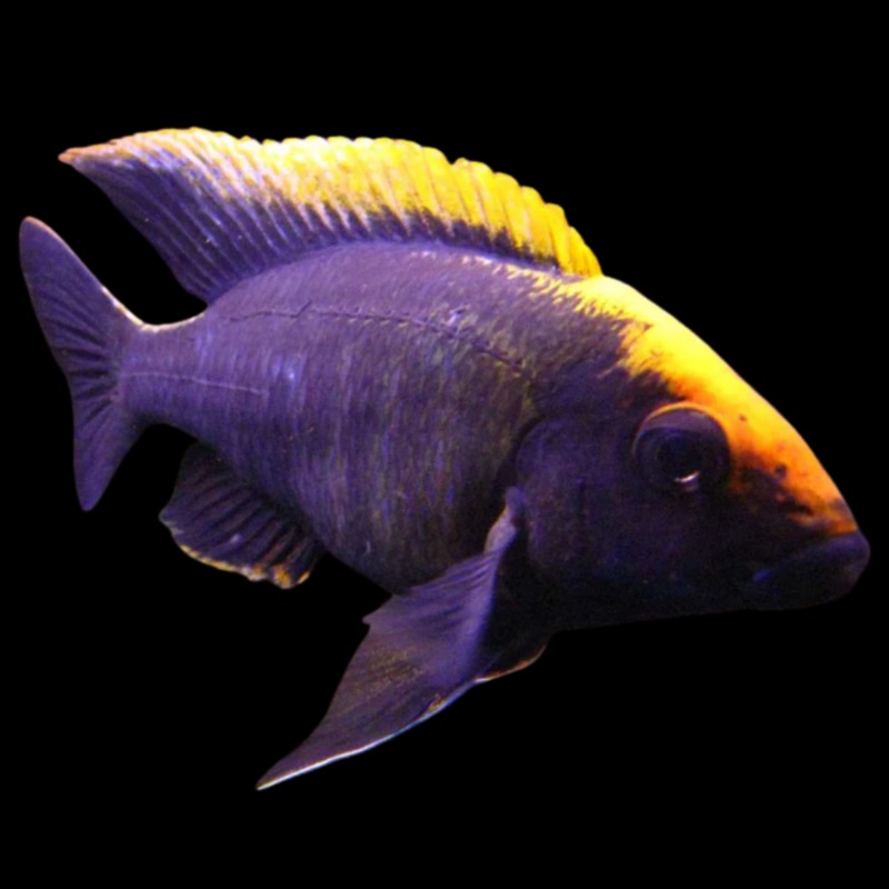 Live African Cichlid Sulfur Head/Apache Peacock (Aulonocara maylandi)(CHD-129)U027