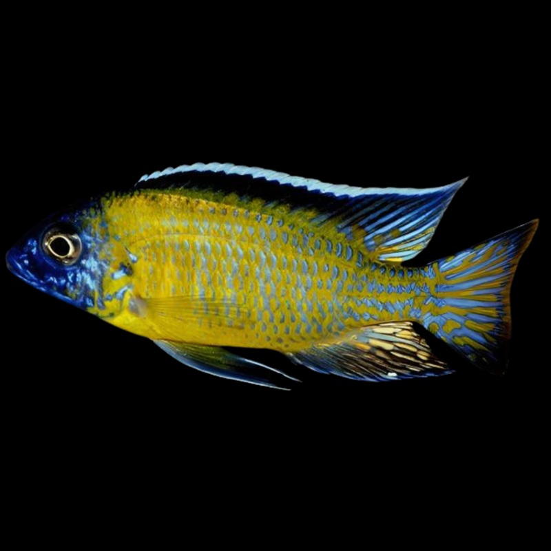 Live African Cichlid Usisya Peacock (AULONACARA STEVENI USISYA)(CHD-151) U014
