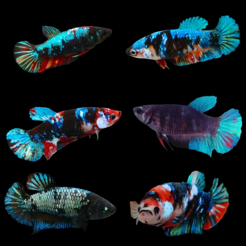 Live Aquarium Betta Fish Black Galaxy Koi Plakat | BUY 4 GET 1 FREE! (CBG-016) R7A06