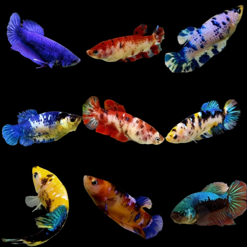 Live Aquarium Betta  Fish Giant Mix Color Plakat Sorority Group | BUY 4 GET 1 FREE! (CBG-022) R7B08