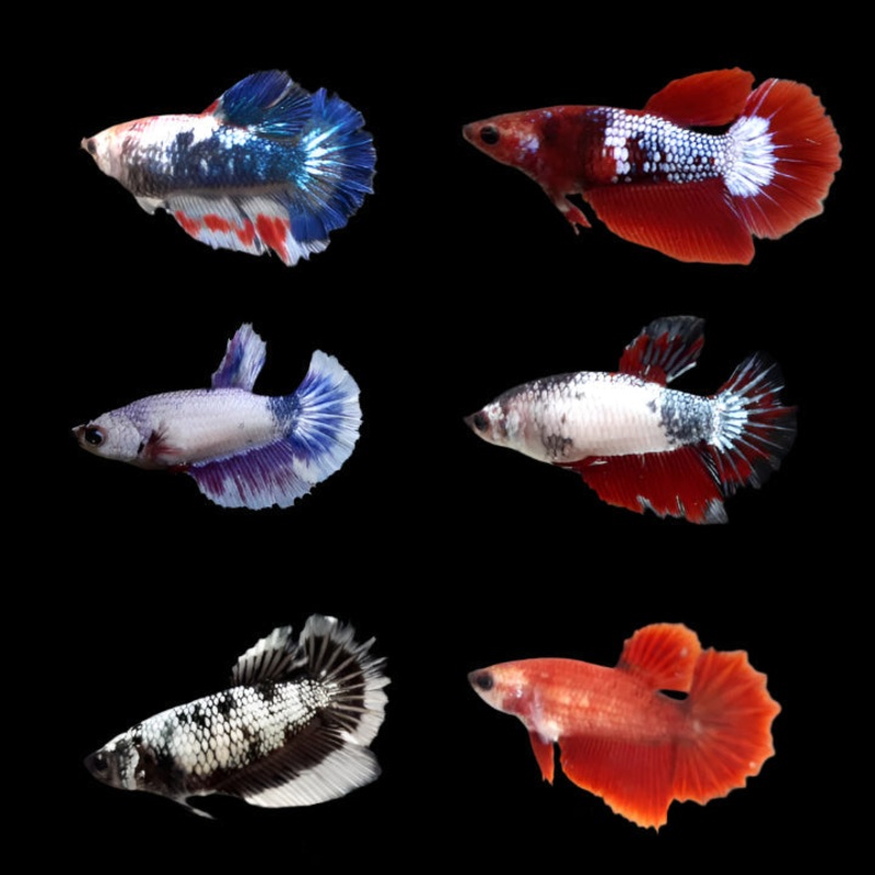 Live Aquarium Betta Fish Mixed Color Halfmoon Sorority Group | BUY 4 GET 1 FREE! (CBG-007) R7A04