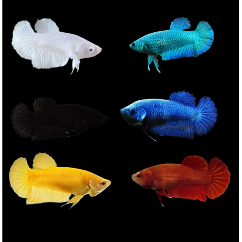Live Betta Fish Mixed Solid Color Plakat Sorority Group | BUY 4 GET 1 FREE! (CBG-003) R7A02
