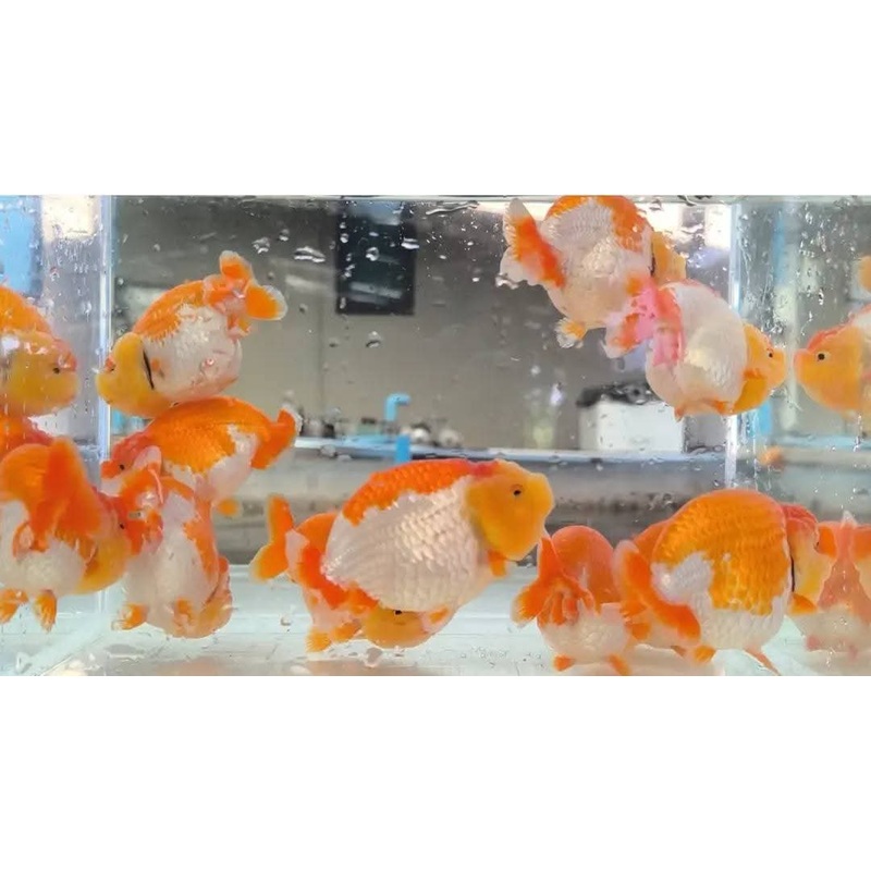 Live Fancy Goldfish Premium Select A Grade Our Choice Red/White Dragon Head Ranchu 2.50 inch Body (CGF)