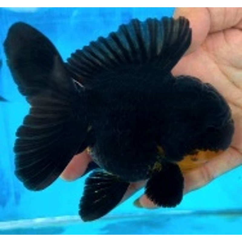Live Fancy Goldfish Premium Select Our Choice Short Body SMALL BREED Black Thai Oranda GROW UP TO 2.5-3.5'' BODY (CGF-027)