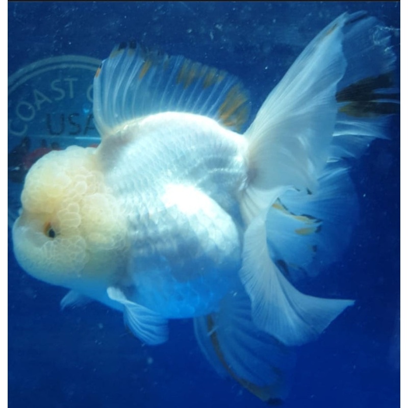 Live Fancy Goldfish Premium Select Our Choice Short Body SMALL BREED White Thai Oranda GROW UP TO 2.5-3.5'' BODY (CGF-029)