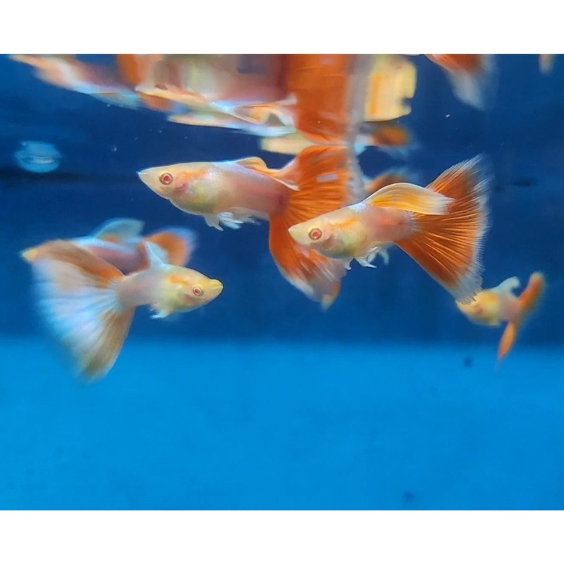 Live Fancy Guppy Fish Premium Quality Albino Red Tail Platinum (CGP-097)