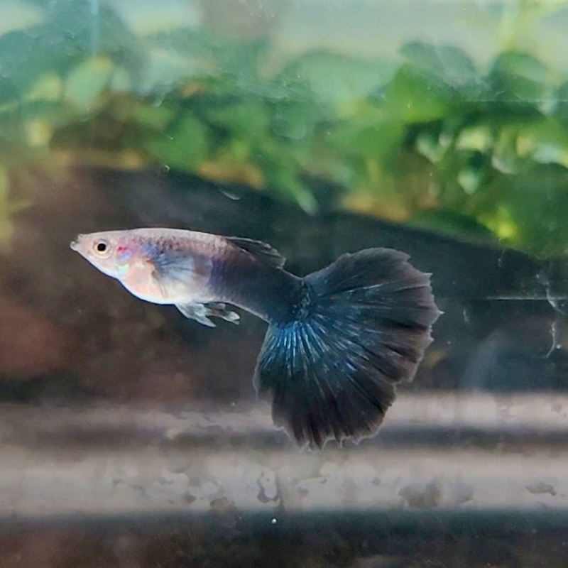 Live Fancy Guppy Fish Premium Quality Dumbo Blue Black Halfmoon (CGP-095)