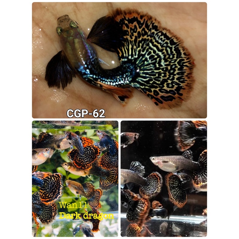 Live Fancy Guppy Fish Premium Quality Dumbo Ear Dark Dragon (CGP-062)
