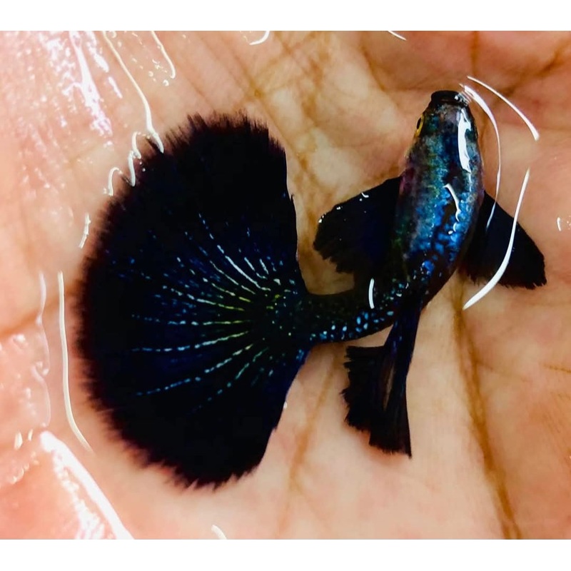 Live Fancy Guppy Fish Premium Quality Dumbo Ear Dark Platinum Purple (CGP-020)