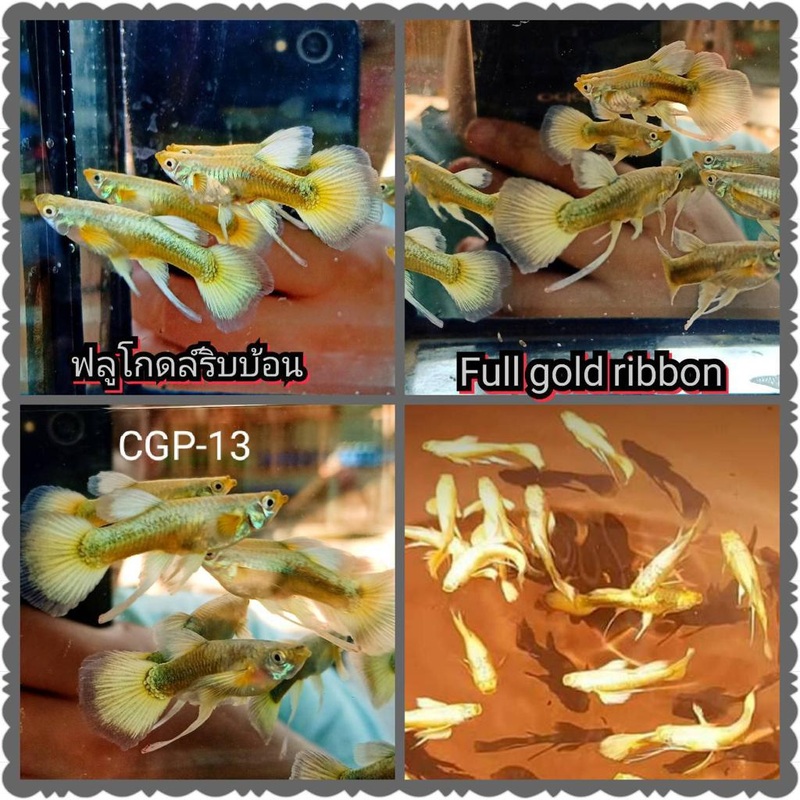 Live Fancy Guppy Fish Premium Quality Full Gold Ribbon (CGP-013)