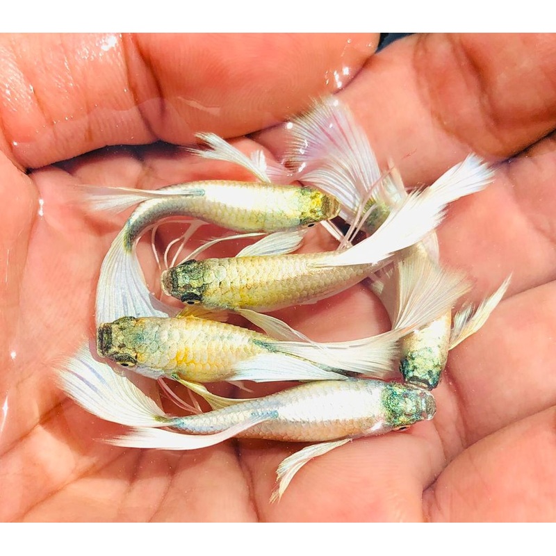 Live Fancy Guppy Fish Premium Quality German White Ribbon XL Size (CGP-061)
