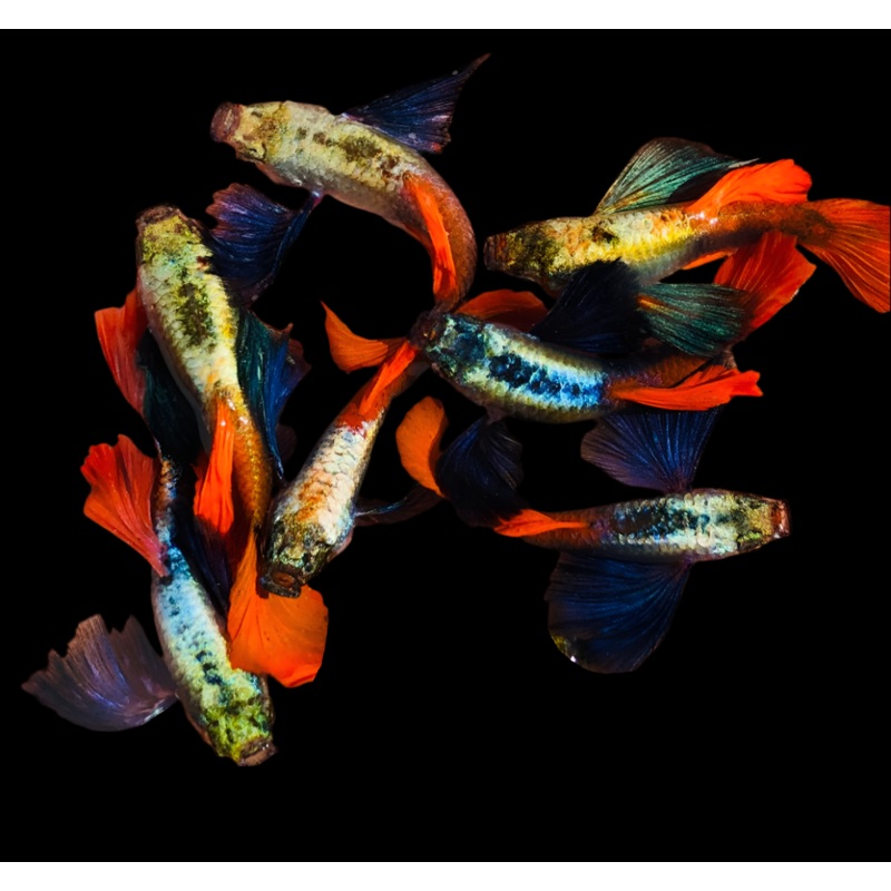 Live Fancy Guppy Fish Premium Quality Jumbo Dumbo Ear Red Tail (CGP-027)