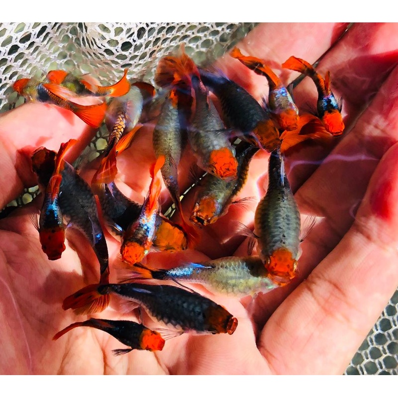 Live Fancy Guppy Fish Premium Quality Koi Tuxedo (CGP-037)