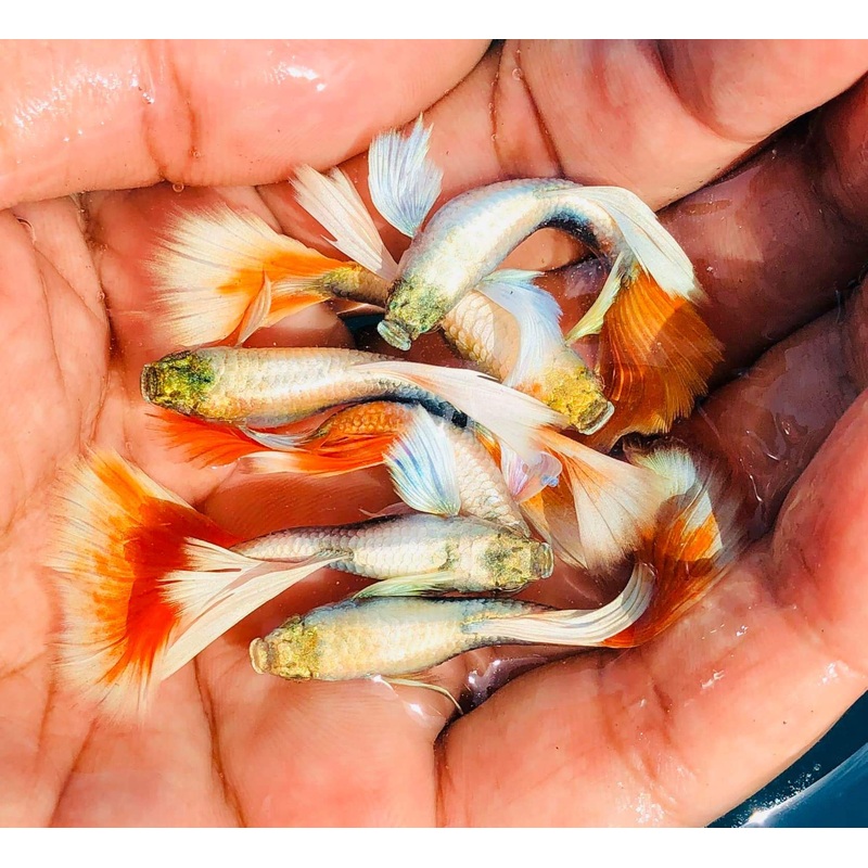 Live Fancy Guppy Fish Premium Quality Santa Big Ear (CGP-046)