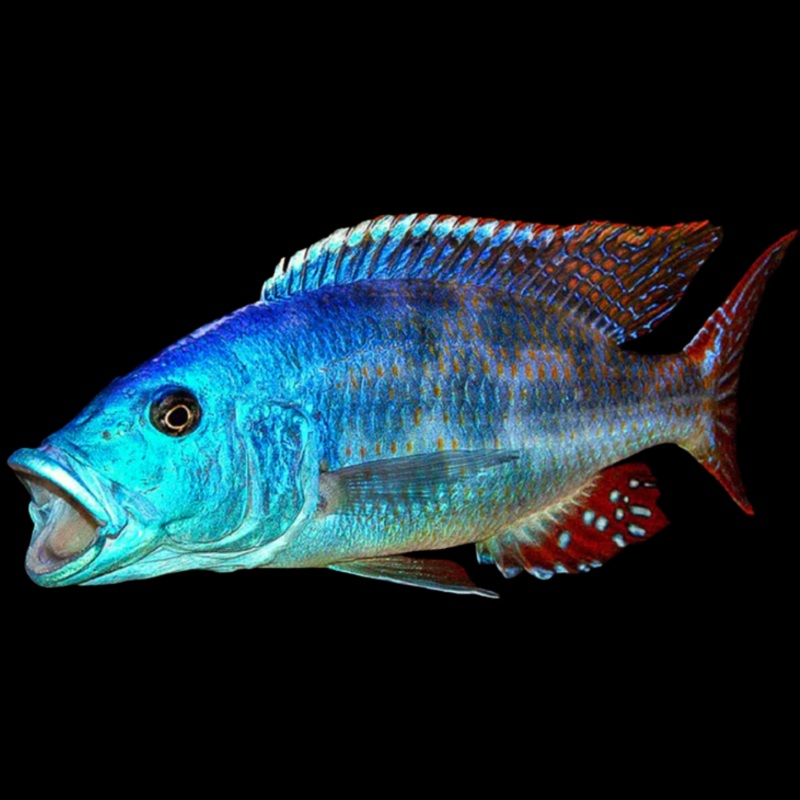 Live Fish African Cichlid Fusco Cichlid (Nimbochromis Fuscotaeniatus)(CHD-135) U007
