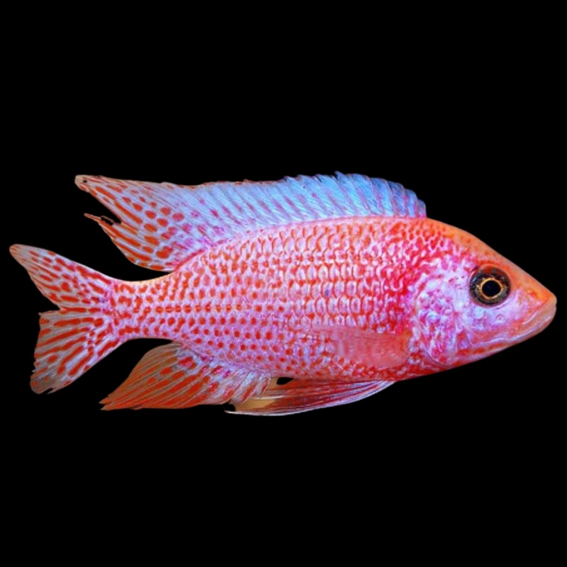 Live Fish African Cichlid Strawberry Peacock (Aulonocara sp. Fire Fish) (CHD-132)U011