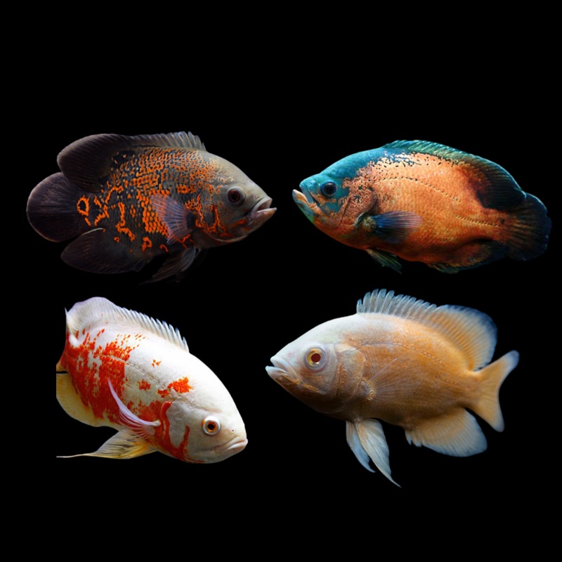Live Fish Assorted Oscar 2.00-2.50 inch (Astronotus Ocellatus) R13B11