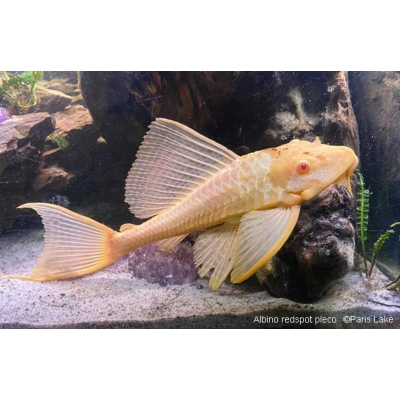 Live Freshwater Albino Red Eye Sailfin Pleco 3.00 inch