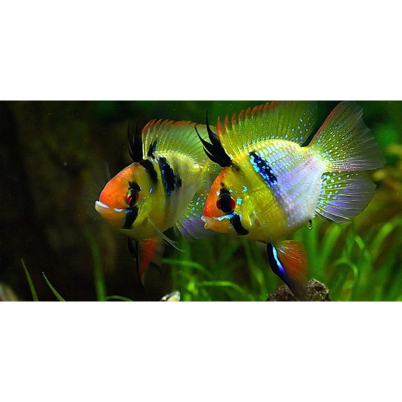 Live Freshwater Aquarium Balloon German Blue Ram American Cichlid  ( Microgeophagus Ramirezi )2/SET (TROP-077)