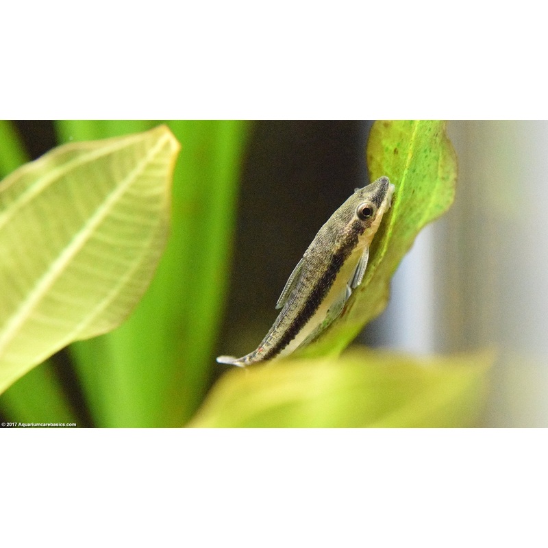 Live Freshwater Aquarium Bottom Feeder Otocinclus Catfish (Otocinclus vittatus)
