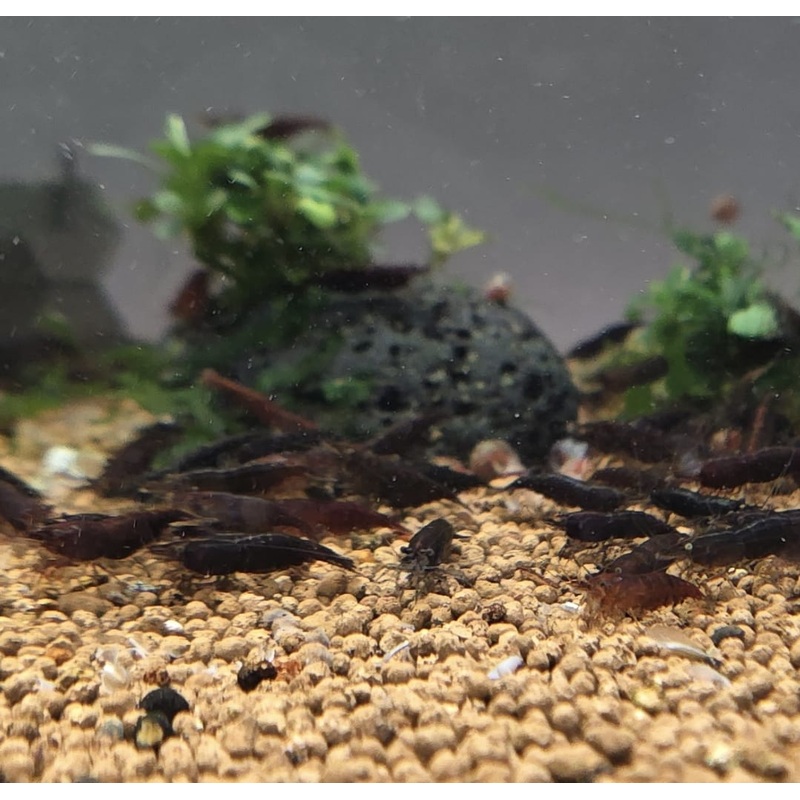 Live Freshwater Aquarium Chocolate Shrimp Neocaridina 5/$25, 10/$45, 20/$70 (FS-016)