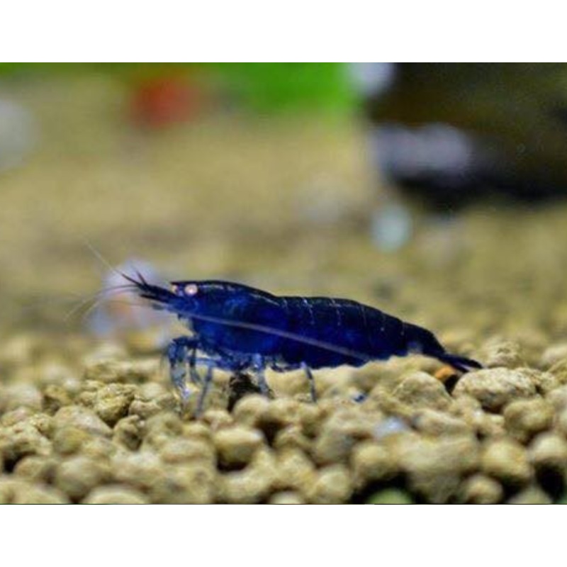 Live Freshwater Aquarium Fancy Premium High Grade Blue Diamond/Ocean Blue Shrimp 5/$25, 10/$45, 20/$70 (Neocaridina sp.)(FS-012)