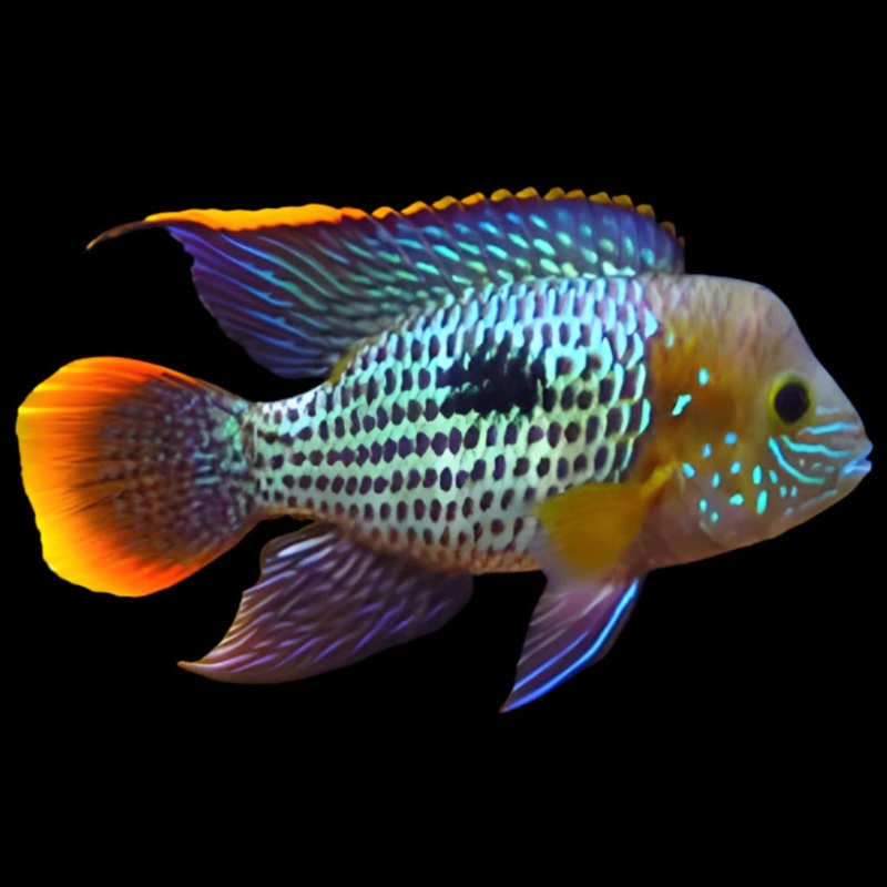 Live Freshwater Aquarium Green Terror American Cichlid (Aequidens Rivulatus)(CHD-107)U005