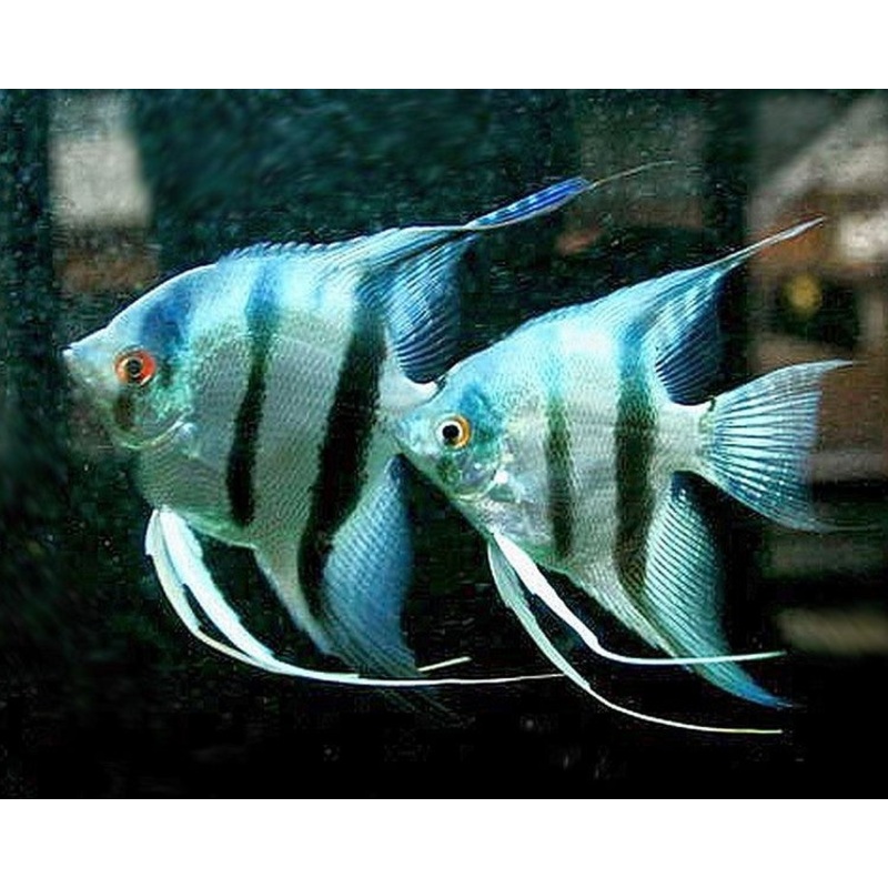 Live Freshwater Aquarium Peruvian Blue Zebra Angelfish (Pterophyllum scalare) MEDIUM