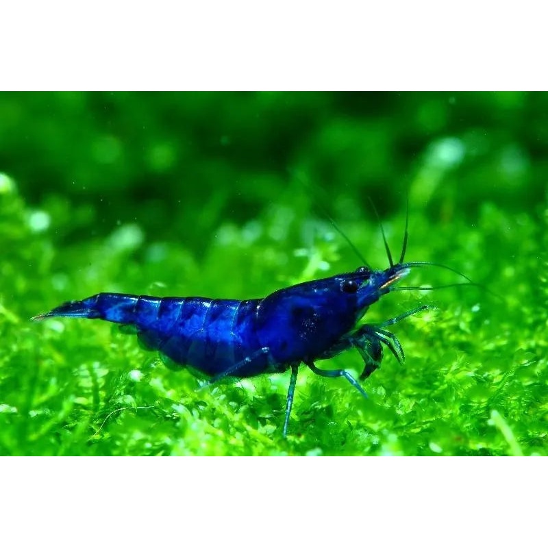 Live Freshwater Aquarium Premium Best Quality Blue Dream Shrimp 5/$25, 10/$45, 20/$70 (FS-013)