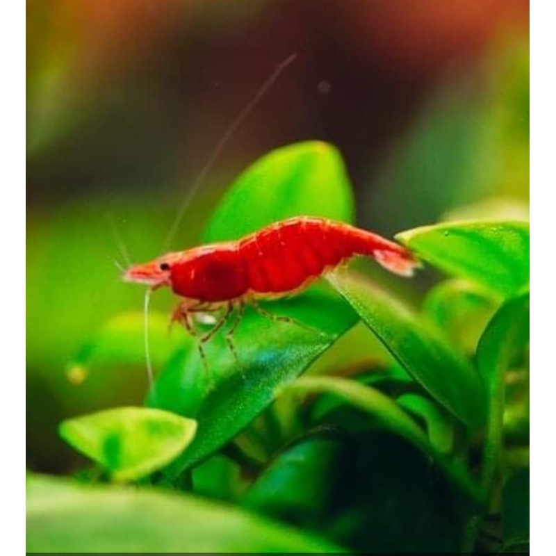 Live Freshwater Aquarium Premium Cherry Red Shrimp 5/$25, 10/$45, 20/$70 (Neocaridina sp.)(FS-015)
