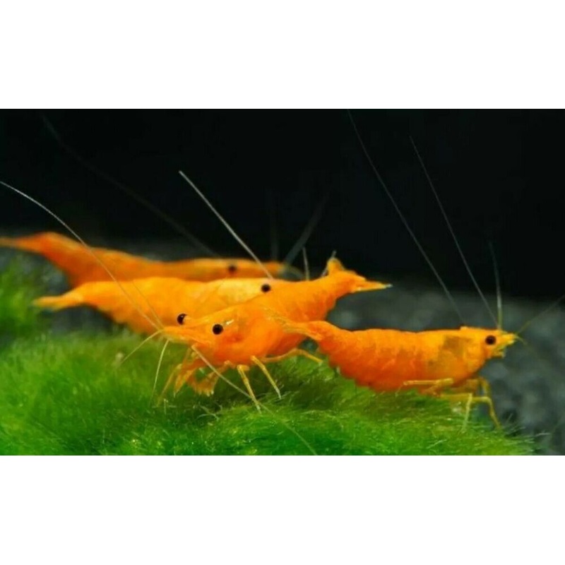 LIVE FRESHWATER AQUARIUM PREMIUM QUALITY SUNKIST SHRIMP NEOCARIDINA 5/$25, 10/$45, 20/$70 (FS-25)
