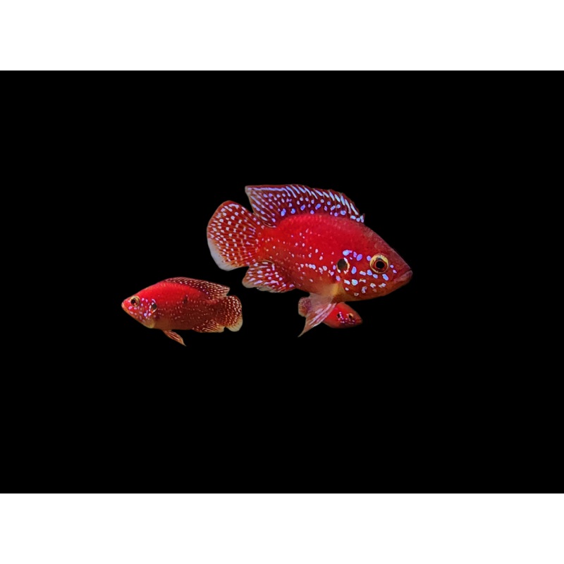 Live Freshwater Aquarium Red Balloon Jewel Cichlid(CHD-170)U045/U016
