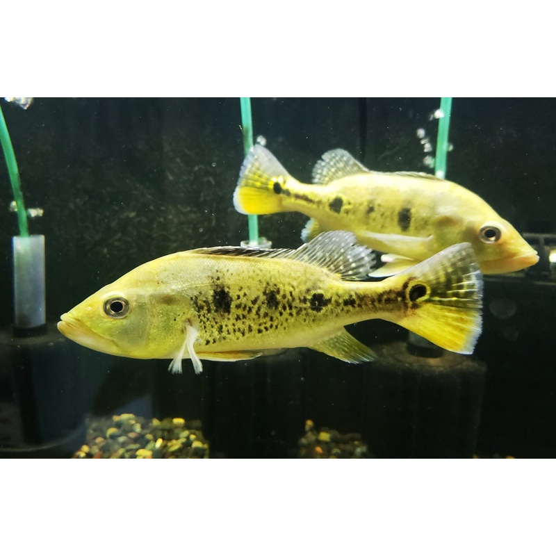 Live Freshwater Bass Kelberi Peacock Bass (Cichla kelberi)