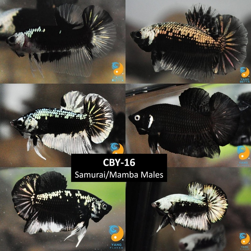 Live Freshwater Betta Males Premium Plakat Male Betta Samurai, Mamba (CBM-1043)Our Choice BUY 4 GET 1 FREE! MIX & MATCH