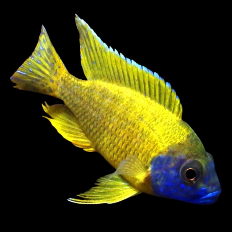 Live Freshwater Cichlid Yellow Peacock/Sunshine (Aulonocara Baenschi) (CHD-127)U013
