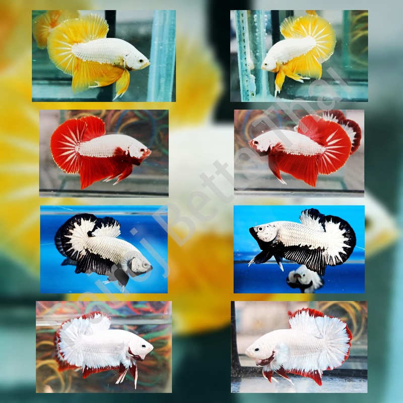 Live Freshwater Fancy Betta Male Dragon Red, Black, Red, Yellow, Platinum, Hellboy, Samurai, Snow(CBM-1040) Our Choice BUY 4 GET 1 FREE! MIX & MATCH