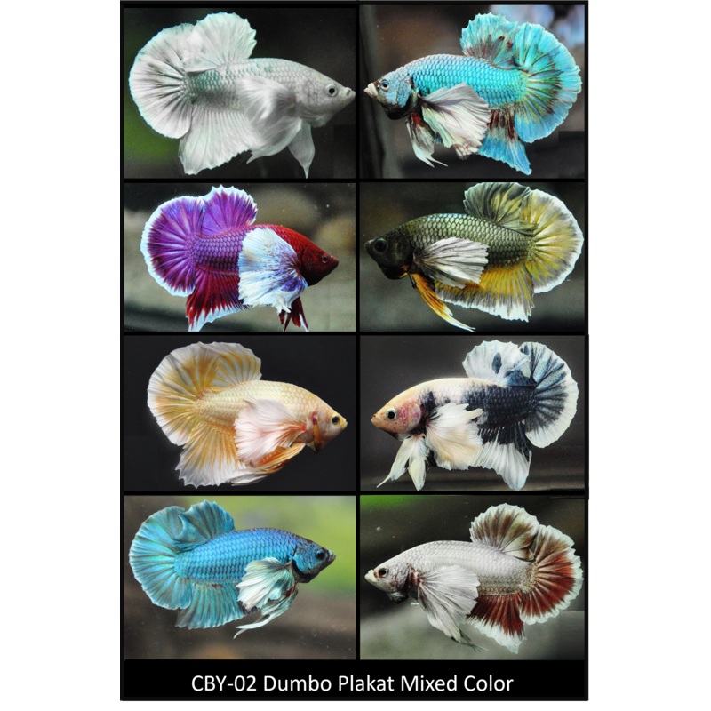 Live Freshwater Fancy Mixed Color Dumbo Plakat Male Betta DARK TONE (CBM-1007) Our Choice BUY 4 GET 1 FREE! MIX & MATCH