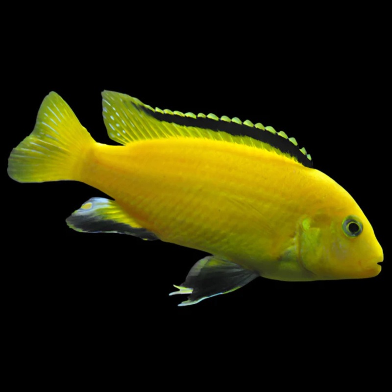 Live Freshwater fish African Cichlid Electric Yellow Lemon Price Cichlid (Labidochromis Caeruleus)(CHD-136)