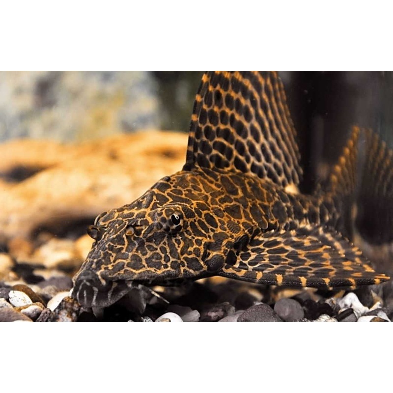 Live Freshwater High Fin Spotted Plecostomus 3.00 inch