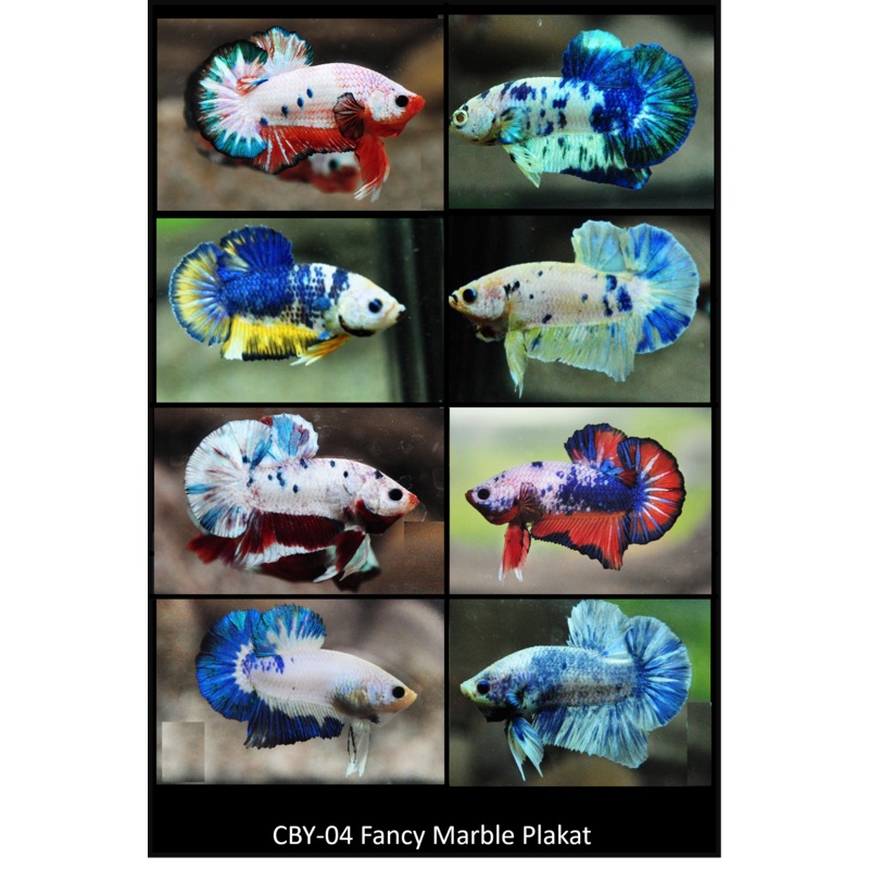 Live Freshwater Plakat Male Betta Fancy Marble Mix  Betta(CBM-1039) Our Choice BUY 4 GET 1 FREE! MIX & MATCH