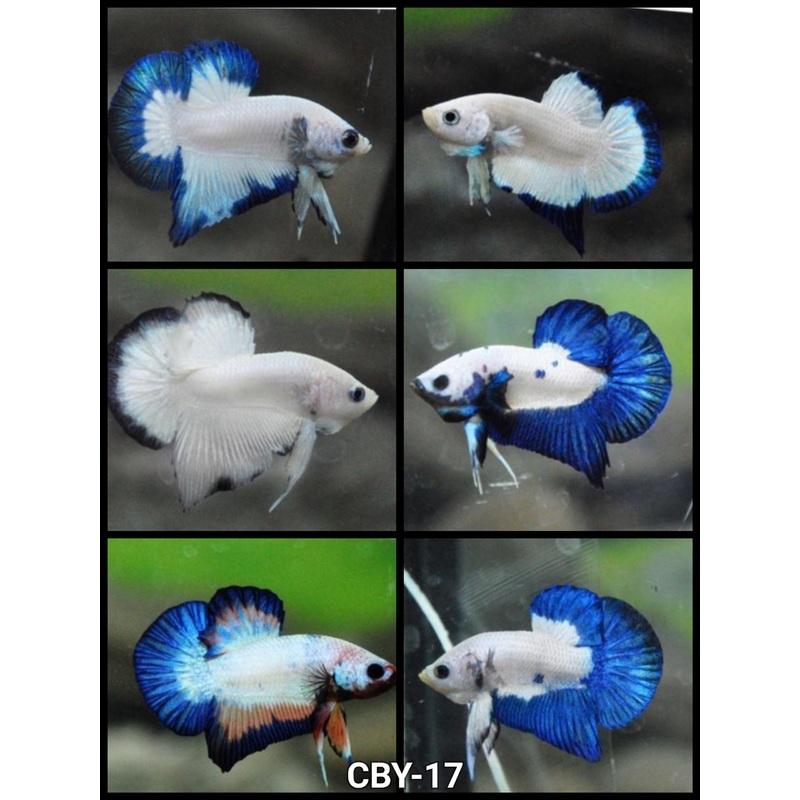 Live Freshwater Premium Plakat Male Betta Blue Rim Marble/Platinum (CBM-1044)Our Choice BUY 4 GET 1 FREE! MIX & MATCH