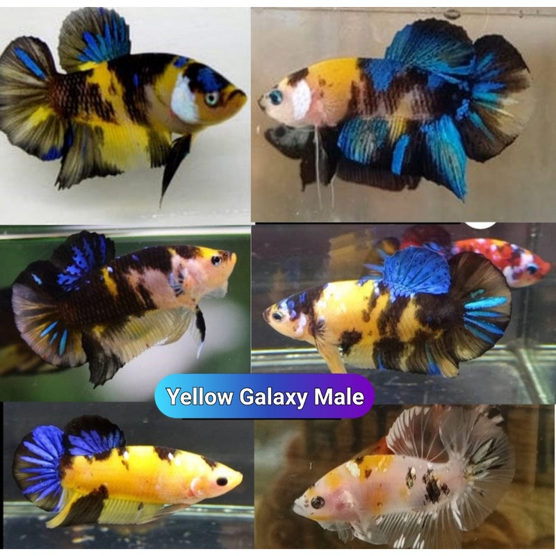 Live Freshwater Premium Plakat Male Betta Yellow Galaxy/Fancy(CBM-1047)Our Choice BUY 4 GET 1 FREE! MIX & MATCH