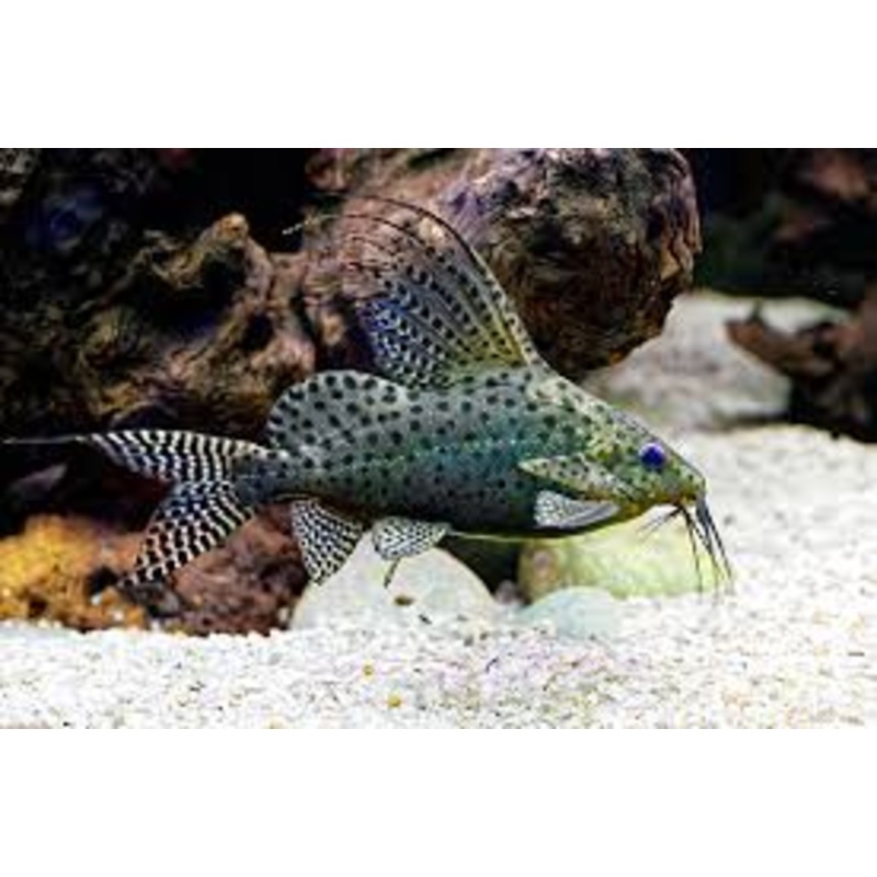 Live Freshwater Tropical Fish Featherfin Synodontis (Synodontis Euptera)