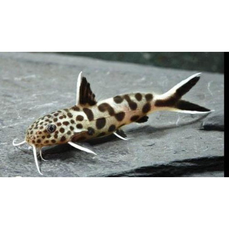 Live Tropical Fish  Dwarf Petricola Synodontis Catfish (Synodontis lucipinnis)