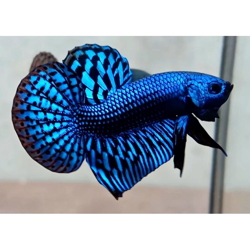 Live Wild Betta Male Blue Alien (CBM-1048) BUY 4 GET 1 FREE MIX & MATCH