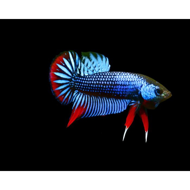 Live Wild Betta Male Blue/Red Imbellis (CBM-1060) BUY 4 GET 1 FREE MIX & MATCH